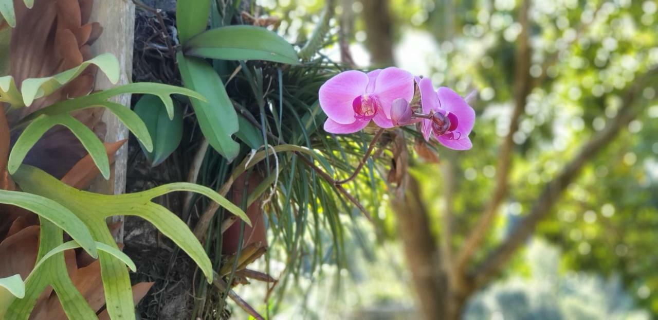 Recanto Luamar Pousada サーナ エクステリア 写真